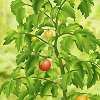  Гра Помідорна Ферма - вирощуй томати онлайн! 